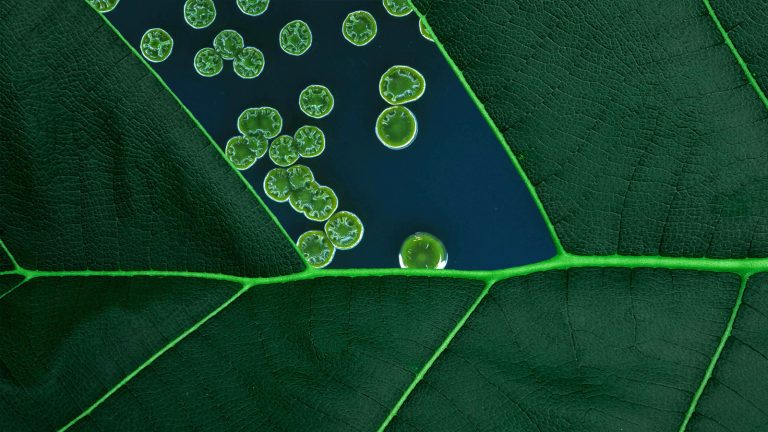 Agri-biotech start-up BugBiome moves to Norwich Research Park