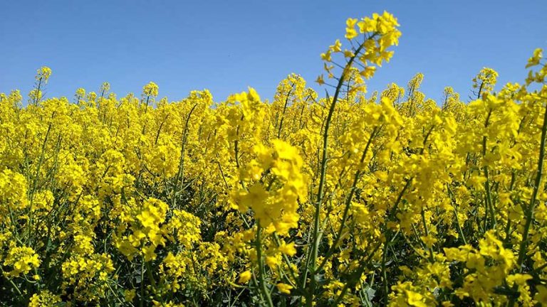 Early Bird Survey 2026 Forecasts 30% Rise in Oilseed Rape Area