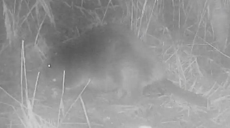 First Wild Beaver in Norfolk Recorded at Pensthorpe Natural Park