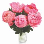Aldi Celebrates Peony Season With A Bouquet For Under £4.50