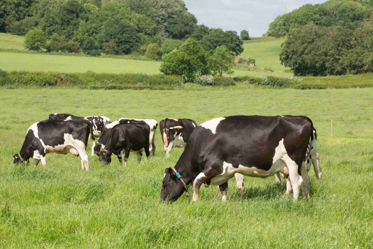 UK Dairy Farmers Urged To Mitigate Cow Heat Stress Amid Changing Climate