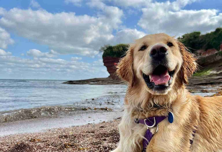 Safe Travels: What to Consider Before Taking Your Dog on Holiday