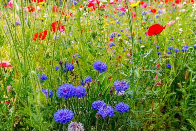 More-homeowners-are-creating-wildflower-patches-in-their-gardens-scaled-1.jpg