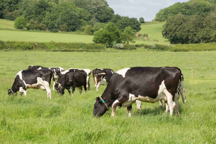 DAIRY-COWS_2062016-41556-dairy-cows-at-grass_79-@300-copyright-Tim-Scrivener-Agriphoto.jpg