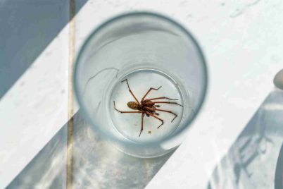 Spider-in-glass.jpg
