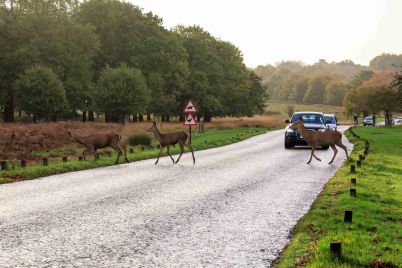 gem-deers-scaled-1.jpg